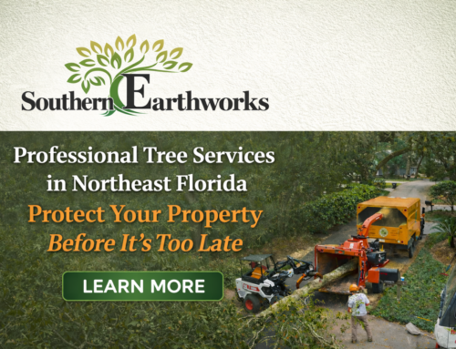 Professional Tree Services in Northeast Florida: Protect Your Property Before It’s Too Late
