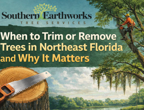 When to Trim or Remove Trees in Northeast Florida and Why It Matters