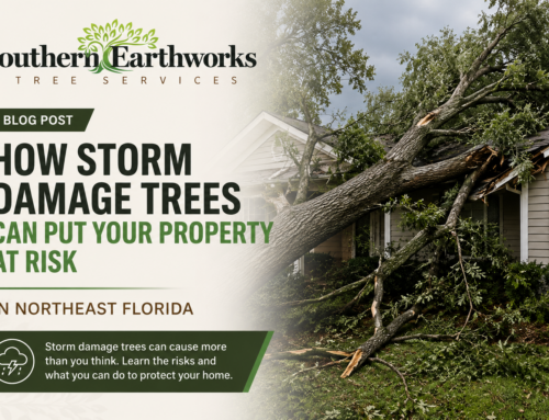How Storm Damage Trees Can Put Your Property at Risk in Northeast Florida