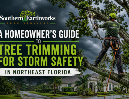 A Homeowner’s Guide to Tree Trimming for Storm Safety in Northeast Florida