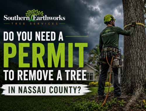 Do You Need a Permit to Remove a Tree in Nassau County?