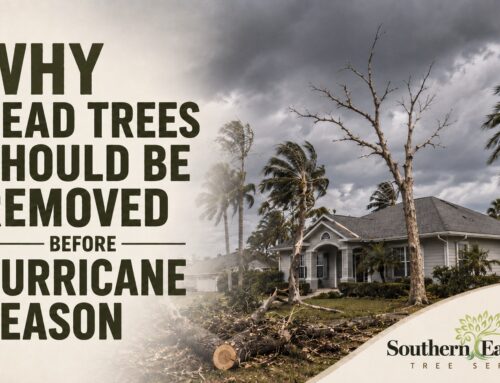 Why Dead Trees Should Be Removed Before Hurricane Season